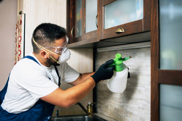 Best Wasp Removal Services  in Woodsboro, TX