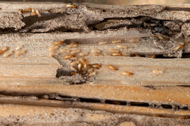 Reliable Woodsboro, TX Pest Control Solutions