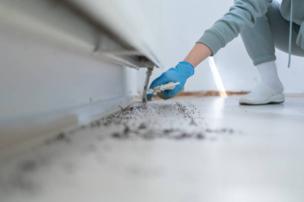 Best Flea Control Services  in Woodsboro, TX